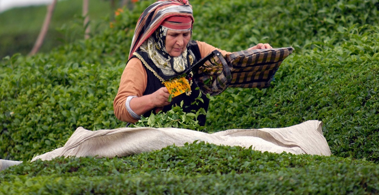 ÇAYKUR'dan Çay Üreticisine Kritik Uyarı! - Anadolu İzlenimleri