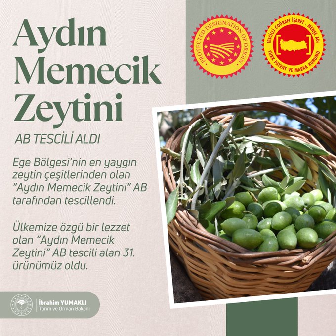 Zeytin-1