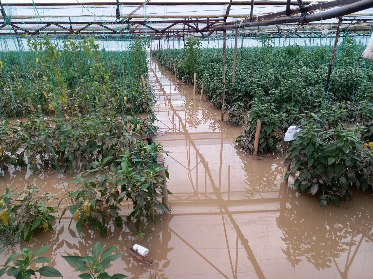 Dere Taştı, Tarım Arazileri Sular Altında Kaldı!