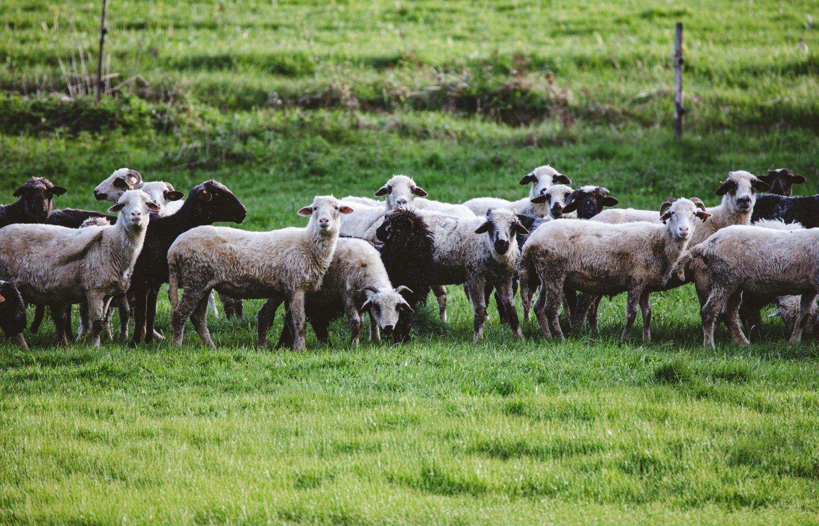 150 Bin Küçükbaş Dağıtılacak! Başvurular Resmen Başladı