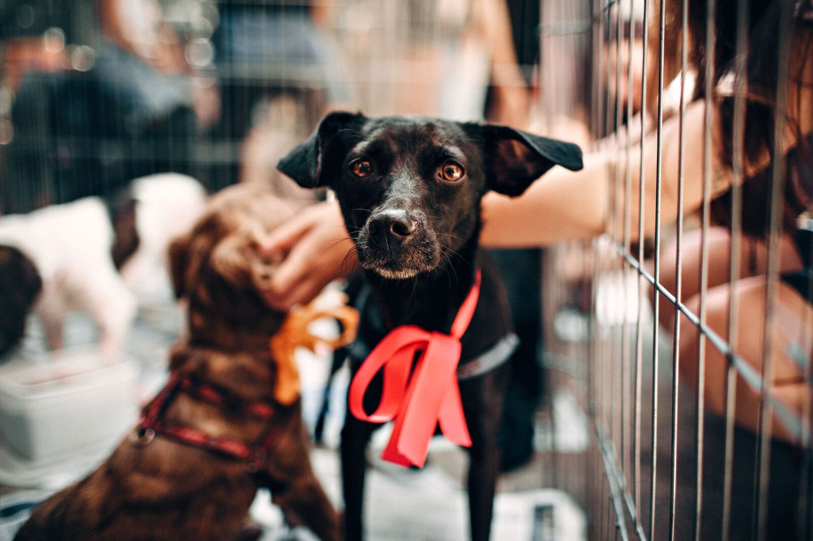 Petshoplara Köpek Satışı Uyarısı: Belge Yoksa Ceza Var