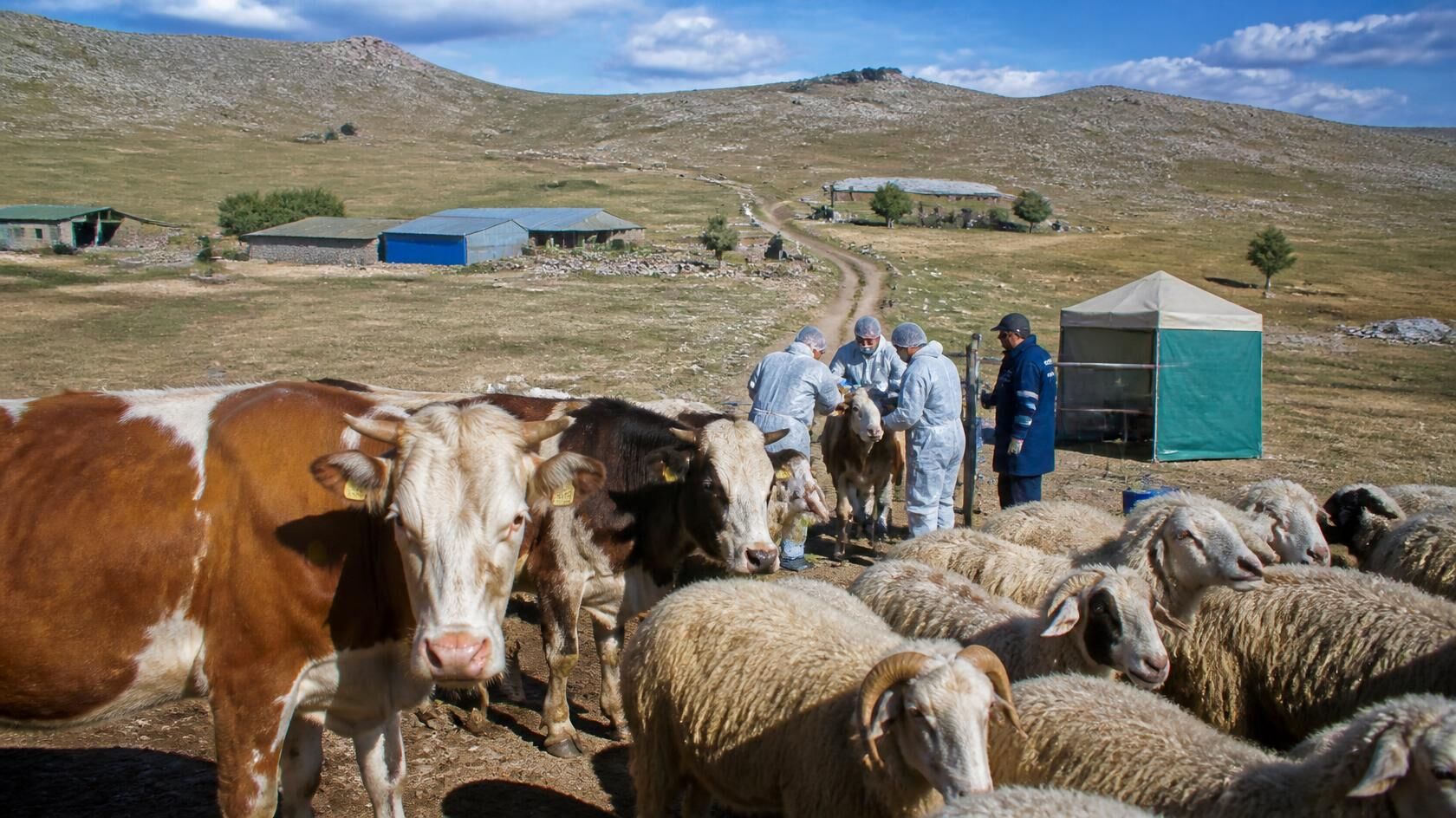 Hayvancılık