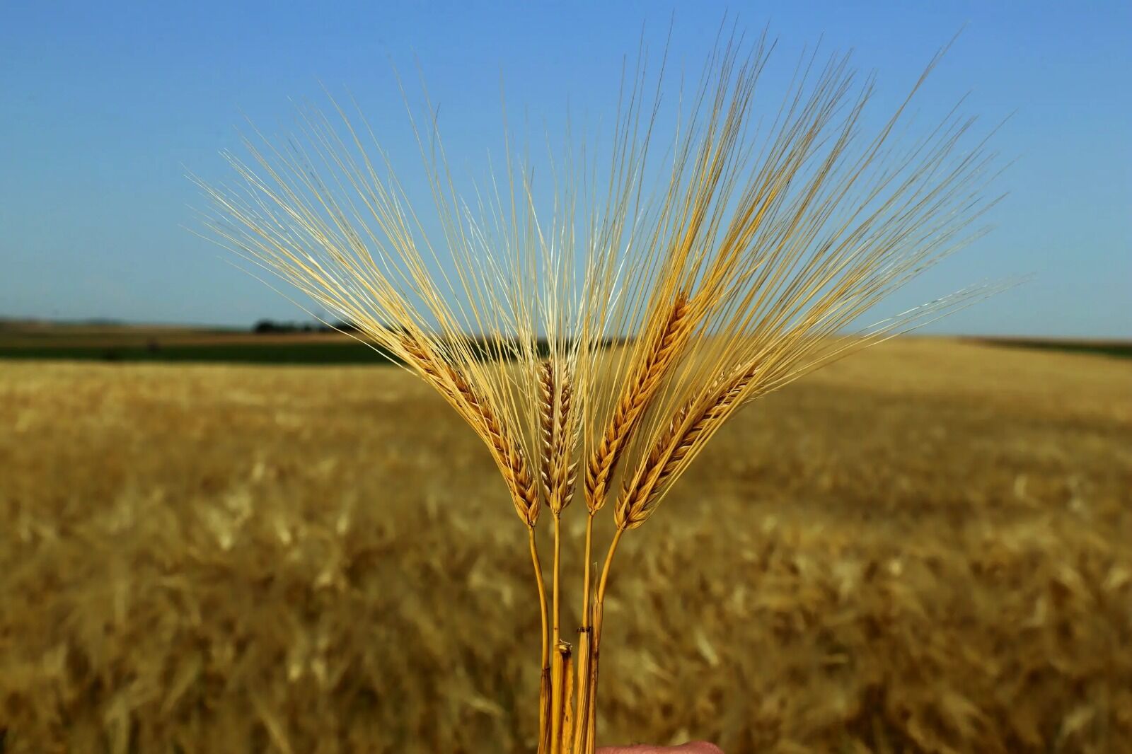 Gıda