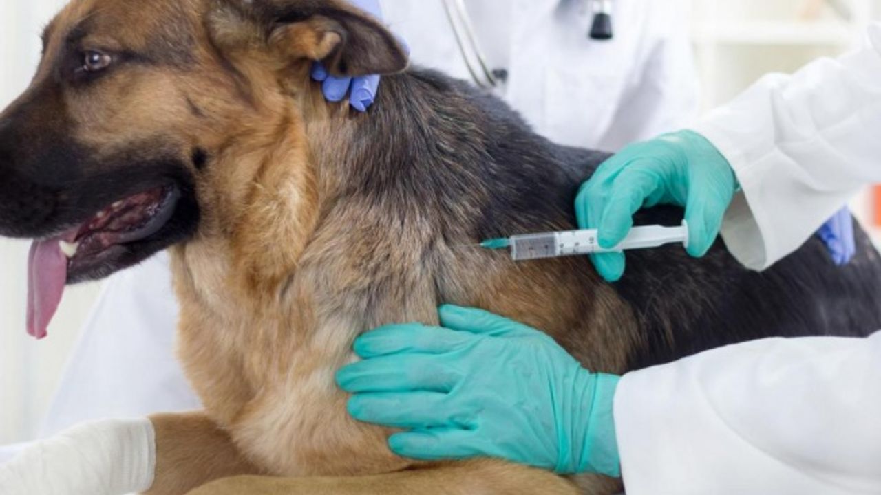 Eroğlu: Köpekler hastalığın kaynağı değil mağdurları