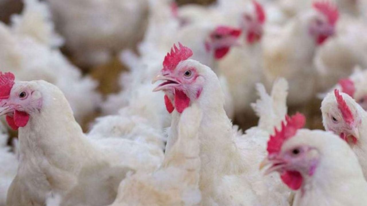 Tavuk Eti Üretimi Arttı