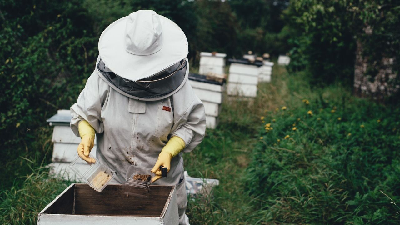 Arı Üreticisine Müjde
