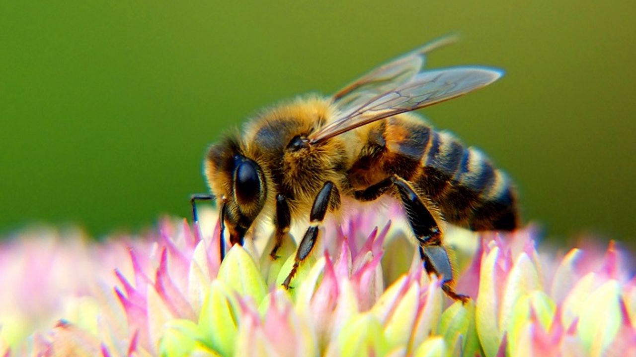 Dünyamızda Arı Nesli Tükeniyor! Arı Neslinin Sonu Tarımı Nasıl Etkiler?