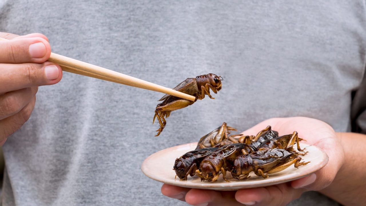 Böcek Yemek Neden Israrla Teşvik Ediliyor?