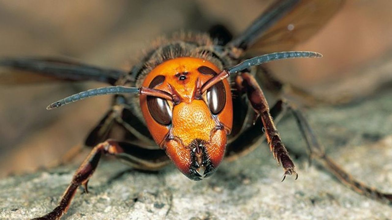 Katil Arılara Karşı Biyolojik Müdahale!
