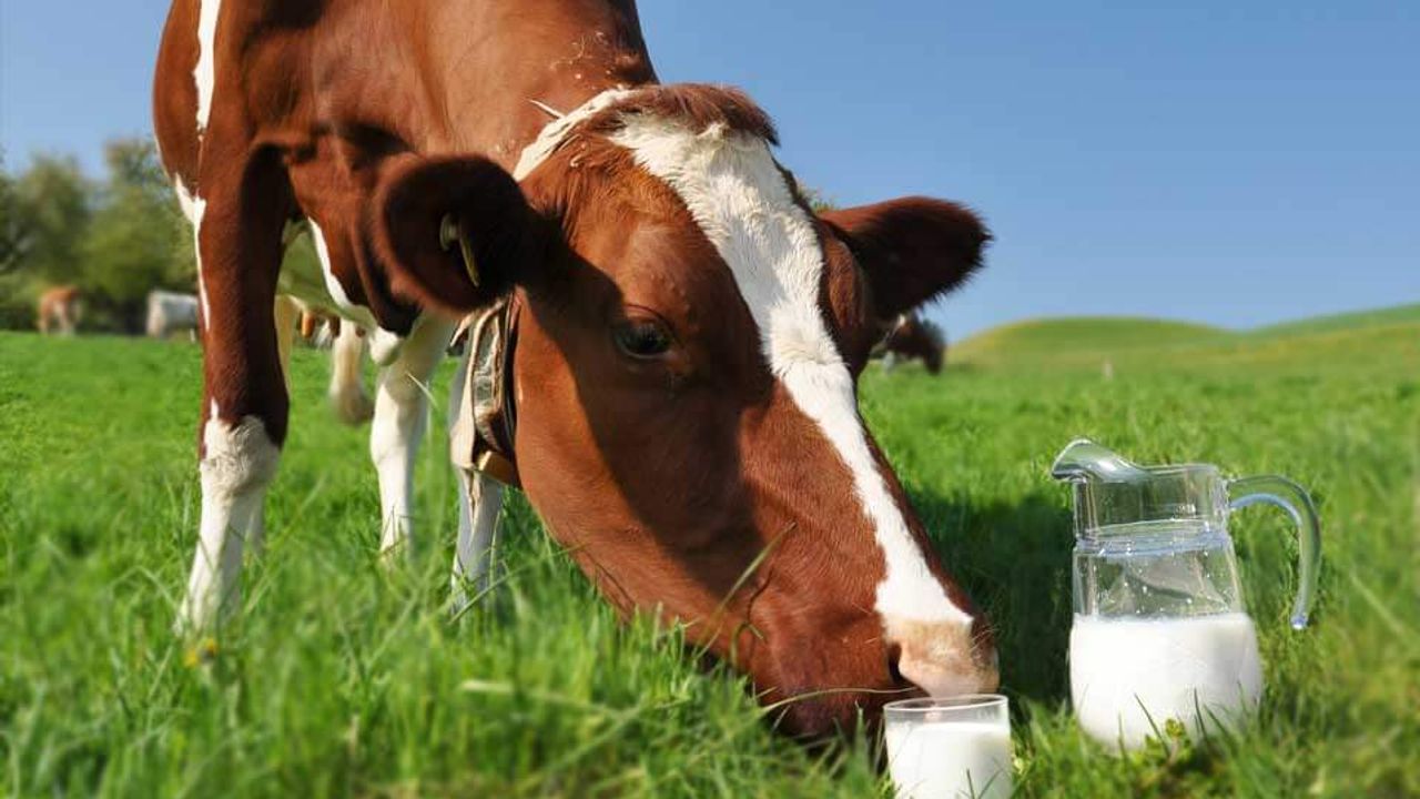 Süt Krizi Büyüyor! Gerekli Tedbir Alınmıyor!