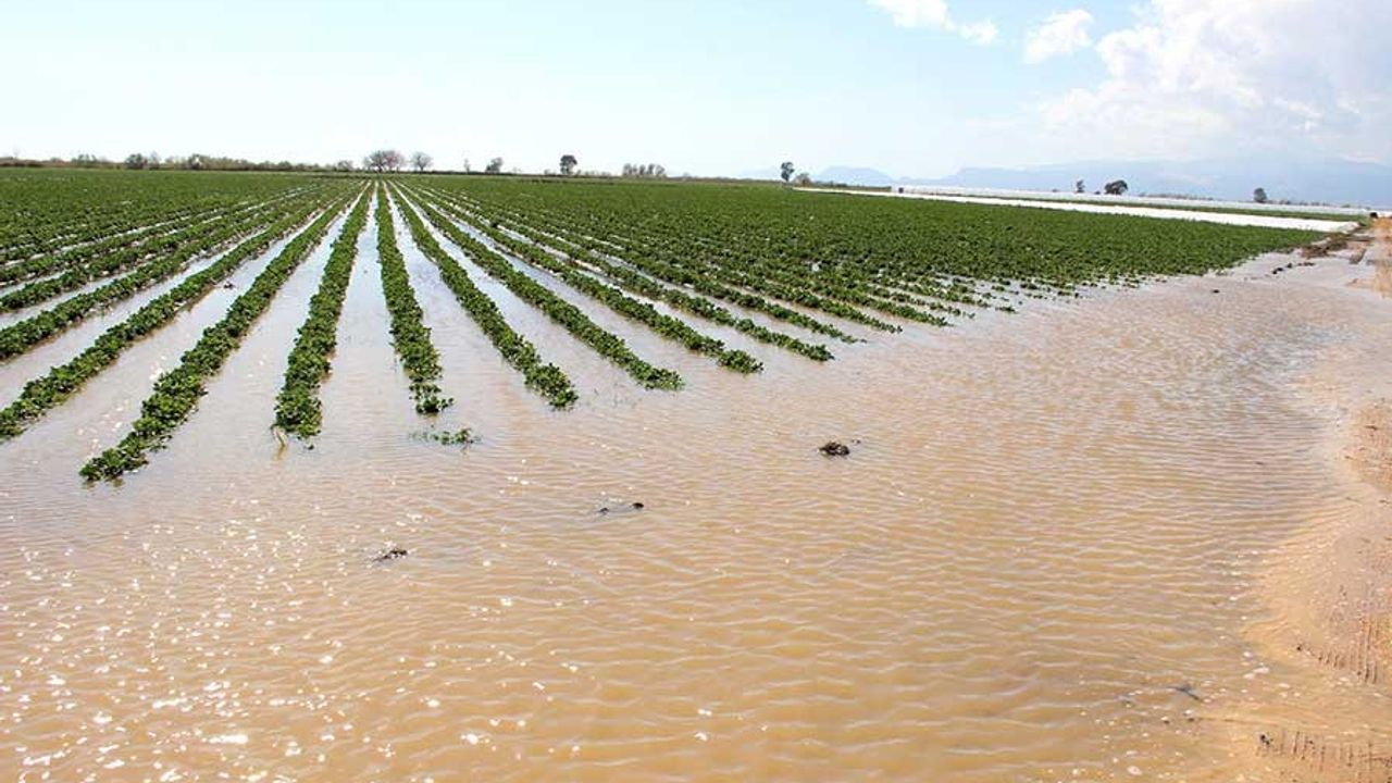 Şiddetli Yağmurlar Tarıma Zarar Veriyor! Aşırı Yağışlara Karşı Nasıl Önlemler Alınmalı?