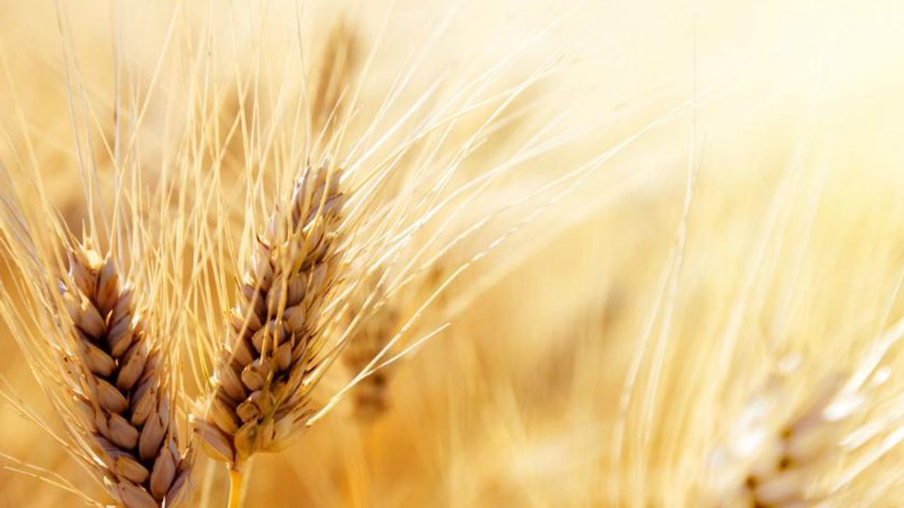 Tahıl Krizi İtalya’yı Vurdu: Türkiye’ye Buğday İçin Başvurdu!