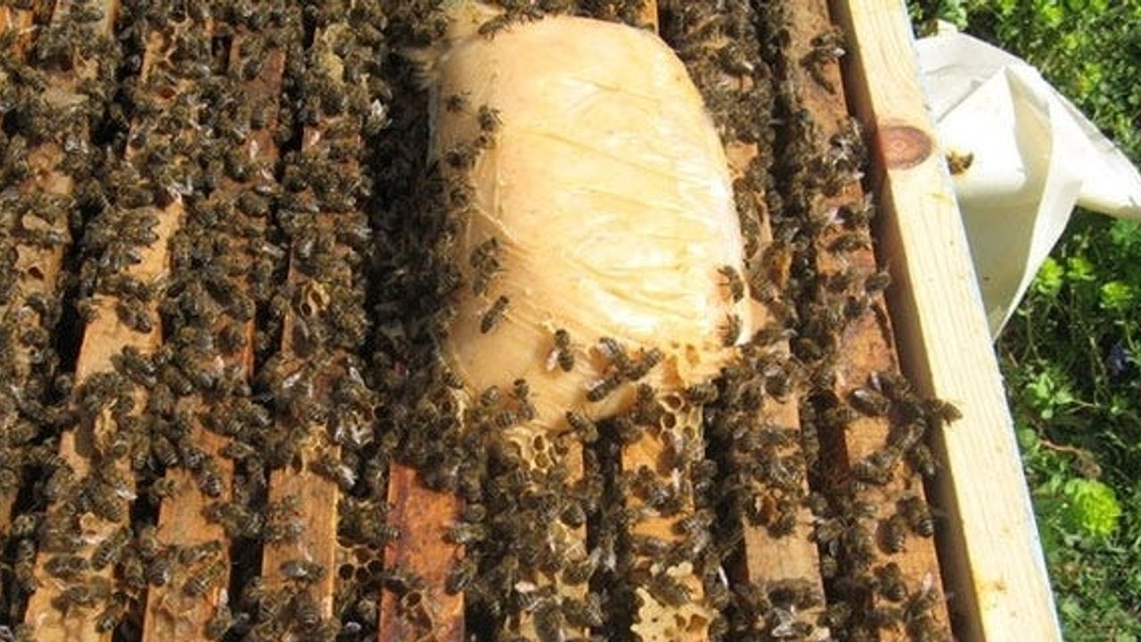 Arı Üreticilerine Arı Keki Desteği İçin Müracaatlar Başladı!