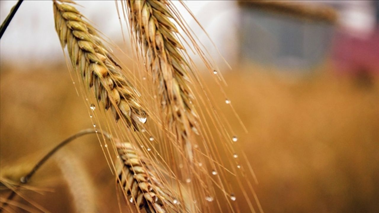 Bayraktar Açıkladı: Buğday Ekiminde Sevindirici Gelişme!