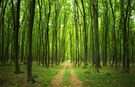 Nihat Çelik: 7,5 Milyon Orman Köylüsü Ormanların Teminatıdır