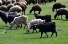 Kurbanlıkta Sertifika Zorunluluğu Mu Geliyor?