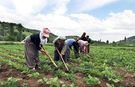 Tarladan Tezgaha Ulaşan Yolun Sessiz Kaybedeni Üretici!