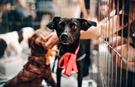 Petshoplara Köpek Satışı Uyarısı: Belge Yoksa Ceza Var