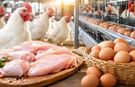 Tavuk Eti ve Yumurta Üretiminde Dikkat Çeken Artış