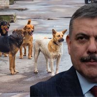 Genel