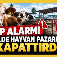 Hayvancılık
