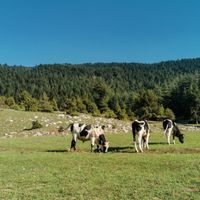 Hayvancılık