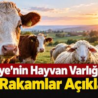 Hayvancılık