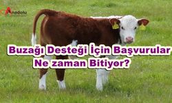 Buzağı Desteği İçin Başvurular Ne zaman Bitiyor?