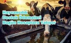 Hayvancılık Destek Ödemeleri Bugün Hesaplara Yatıyor