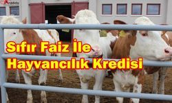 Sıfır Faiz İle Hayvancılık Kredisi