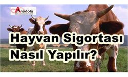 Hayvan Sigortası Nasıl Yapılır?