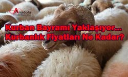 Kurbanlık Fiyatları Ne kadar?