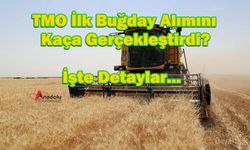 TMO İlk Buğday Alımını Kaça Gerçekleştirdi? İşte Detaylar...