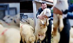 Çelik: “Bayram İçin Fazlasıyla Kurbanlık Küçükbaş Hayvanımız Var”
