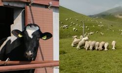 Hibe Desteği Başvuruları İçin Son Gün Ne Zaman?