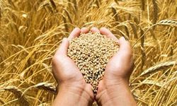 Hububat ve Bakliyat İthalatında Gümrük Vergisi Sıfırlandı