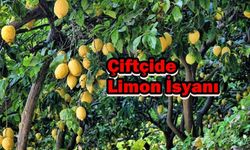 Çiftçide Limon İsyanı