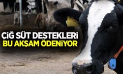 Çiğ Süt Desteği Ödeniyor