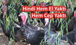 Hindi Hem El Yaktı Hem Cep Yaktı
