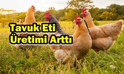 Tavuk Eti Üretimi Arttı