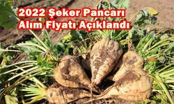 2022 Şeker Pancarı Alım Fiyatı Açıklandı