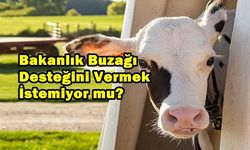 Bakanlık Buzağı Desteğini Vermek İstemiyor mu?