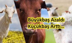 Büyükbaş Azaldı Küçükbaş Arttı…