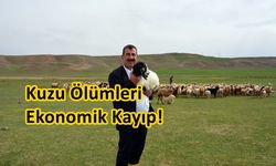 Kuzu Ölümleri  Ekonomik Kayıp!