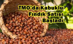 TMO’da Kabuklu Fındık Satışı Başladı