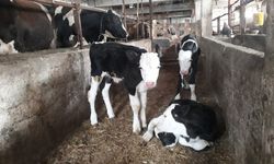 Holstein İnek’den  Üçüz Buzağı