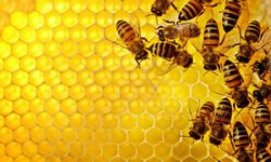 “Arılar İçin Arı Gibi Çalış”