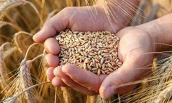 Uygun Fiyatlı Buğday Uygulaması Devam Edecek