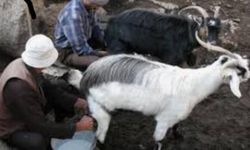 Koyun ve Keçi Sütünün Faydaları Nelerdir?