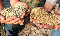 Buğday ve Arpa İthalatının Altında Yatan Gerçekler Ne?